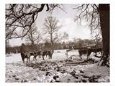 Cattle Pictured in the Snow at Shenley, Hertfordshire, January 1935