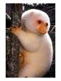 A Cuscus Clinging to a Tree Trunk