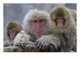 Adult and Two Young Japanese Macaques (Snow Monkeys) on Rock Ledge