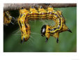 A Drexels Datana Caterpillar, Datana Drexelii, on a Twig