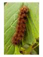 A Yellow Bear or Virginia Tiger Moth Caterpillar on an Ash Leaf