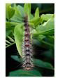 A Gypsy Moth Caterpillar, Lymantria Dispar, Hanging from a Twig