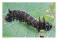 An Imperial Moth Caterpillar, Eacles Imperalis, Eating a Leaf