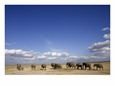 A Herd of African Elephants Under a Blue Sky (Loxodonta Africana)