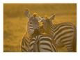 Two Common Zebras Chew on Each Others Hindquarters (Equus Quagga)