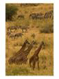 Three Masai Giraffe in Foreground with a Herd of Common Zebras Behind