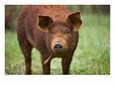 A Red Wattle Pig on a Farm in Kansas