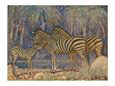 Equus Burchelli Burchell