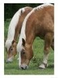 Belgian Draft Horses Jim, Right, and Jake Graze