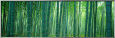 Bamboo Forest, Sagano, Kyoto, Japan