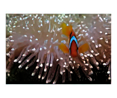 Clown and Anemone