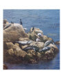 Sunning Seals Art on the Verge Animals