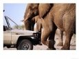 Adult Elephant (Loxodonta Africana) Walks Slowly Past Tour Vehicle, Chobe National Park, Botswana
