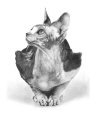 Sphynx Cat