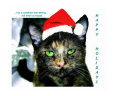 SANTA KITTY Art on the Verge Animals