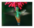 Hummingbird Art on the Verge Animals
