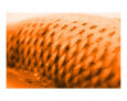 Scales Art on the Verge Animals