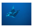 Manta Ray