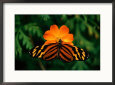 Large Tiger Butterfly (Lycorea Cleobaea) Resting on a Flower, Costa Rica