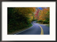 Autumn Maples Lining the Road in Mt. Mansfield State Forest, Stowe, USA
