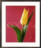 Yellow Tulip
