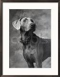 Weimaraner Looking to Side