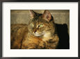 A Portrait of a Pet Tabby Cat
