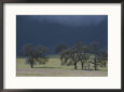 A Brooding Sky Looms over Oak Trees and Pastures