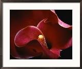 Dark Red Calla Lily