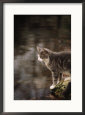 Cat on Rock