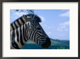 Zebra, North Botswana