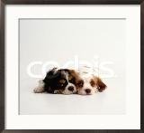 Spaniel Puppies
