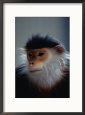 The Douc Langur is an Endangered Species Native to Indo-China