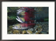 Red Salmon Fish, Also Known as Sockeye Salmon, Mating
