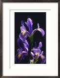 Japanese Irises