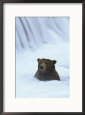 Brown Bear Sits in Froth of Waterfall During Salmon Spawning