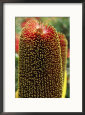 A Close View of a Banksia Flower