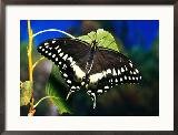Palamedes Swallowtail on Leaf