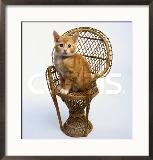 Kitten Sitting on Chair