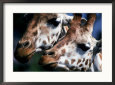 Male and Female Giraffes (Giraffa Camelopardalis)