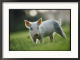 Close View of a Young Pig