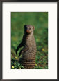 A Banded Mongoose Sits Upright to Get a Better Look at Things