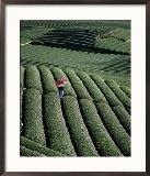 Tea Field, Japan