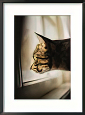 A Profile of a Tabby Cat