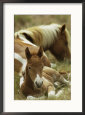 Wild Pony and Foal at Rest in a Grassy Plain
