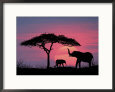 Silhouette of Elephants and Tree
