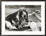 Champion Basset Hound Getting a Manicure