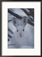 Snowshoe Hare with Big Ears