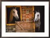 Two Horses Standing in Stable