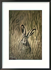 A White-Tailed Jackrabbit Sits in Tall Grass